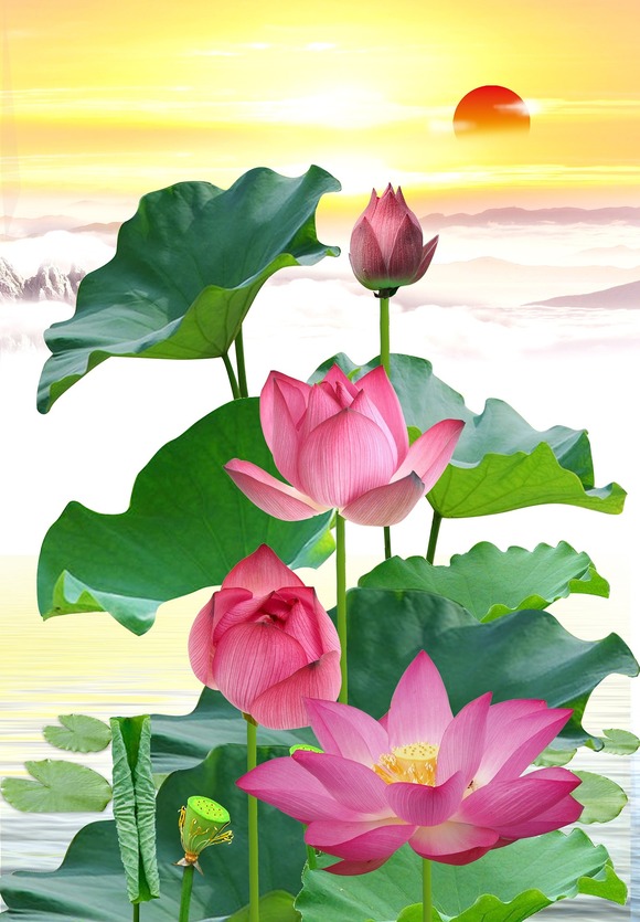 Rosa Lotosblüten und grüne Lotosblätter vor einem orange farbigen Himmel mit Sonnenuntergang.