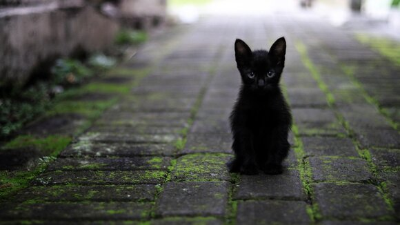 Auf leicht mit Moos bewachsenen dunkelgrauen Pflastersteinen sitzt eine kleine ganz junge rabenschwarze Katze und blickt uns direkt an.