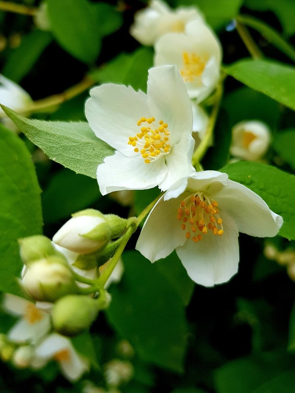 Blühende Jasminblüten am Strauch.