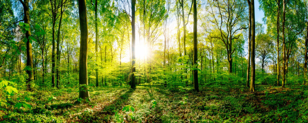 Foto eines grünen Waldes in den die Sonne scheint.