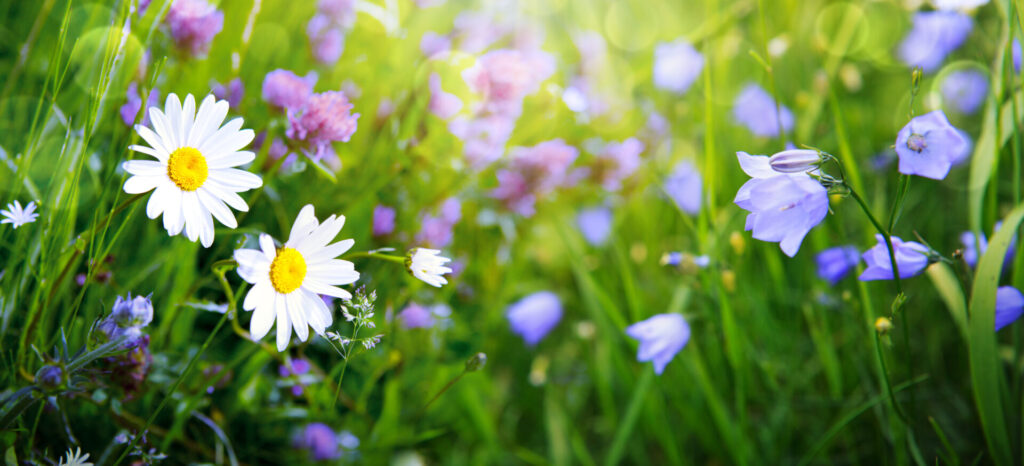 Foto einer Blumenwiese mit blauen Glockenblumen und weißen Margariten.