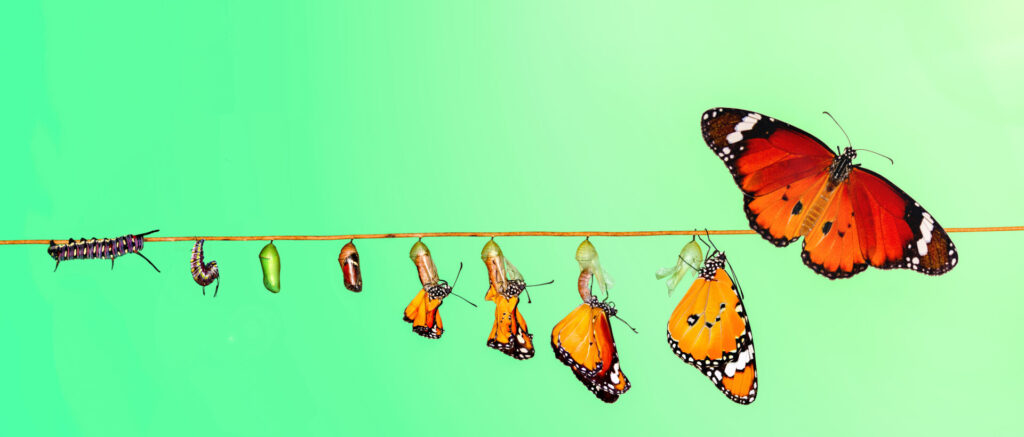 Vor grünem Hintergrund ist die Entwicklung einer Raupe zum Schmetterling dargestellt.
